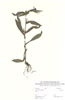 藏品(森氏山柳菊)的圖片